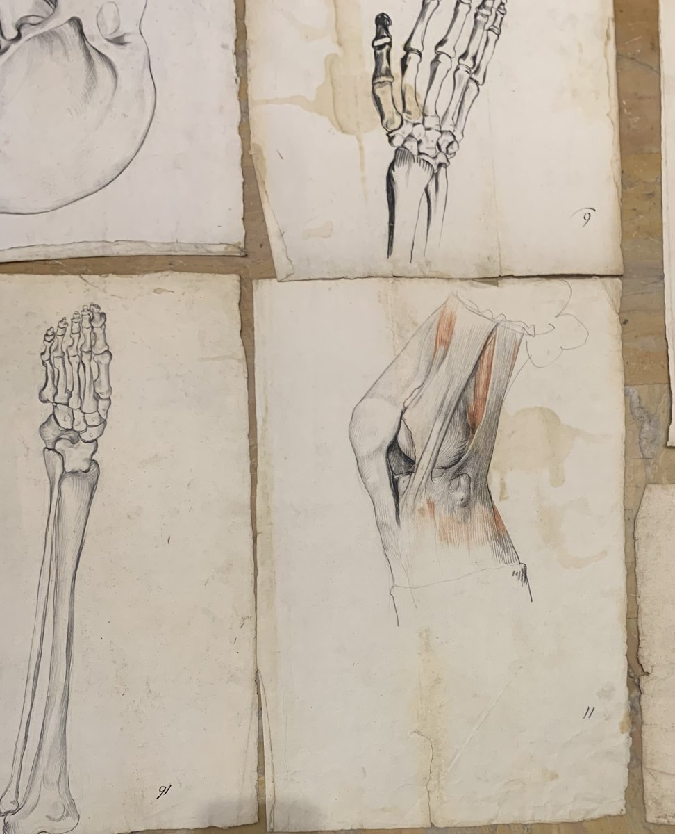 Anatomia accademica - 36 disegni di studi muscolari - 1820 e 1896 Accademia di Medicina nu-photo-8