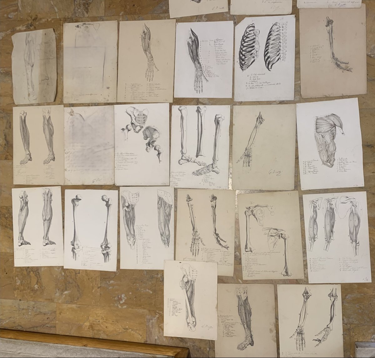 Anatomia accademica - 34 disegni di studi muscolari - 1820 e 1896 Accademia di Medicina nu-photo-3