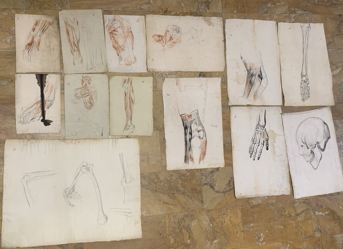 Anatomia accademica - 36 disegni di studi muscolari - 1820 e 1896 Accademia di Medicina nu