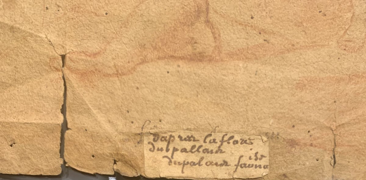 Scuola romana - Flora Farnese XVIII sec. sanguigna - Roma Italia-photo-4