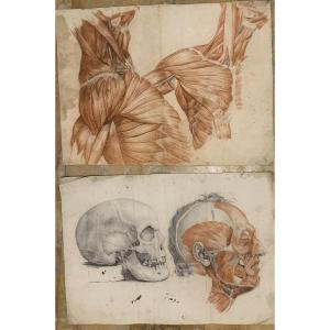 Studi accademici anatomia- 6 grandi disegni di studi di muscoli- 1820 ca accademia medicina