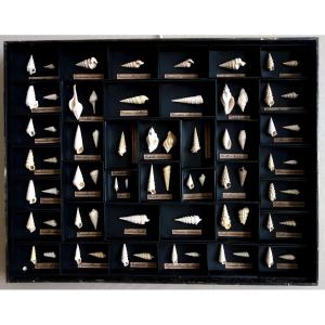Cabinet Of Curiosities - Collection Of Fossilized Seashells In A Glass Case