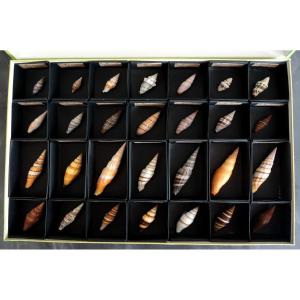 Cabinet Of Curiosities - Collection Of Seashells In A Glass Case 