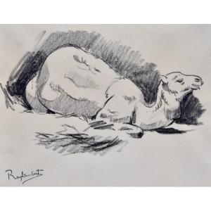 Dromedary Drawing By Raylambert 