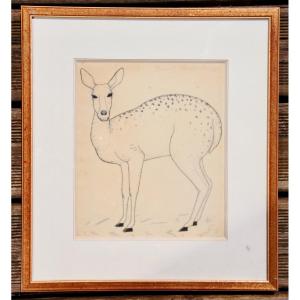 Fawn Drawing By Margaret Craighead