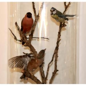 Set Of 3 Naturalized Birds Under A Globe
