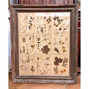 19th-century Herbarium In An Antique Frame 