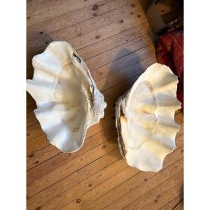  Two Giant Clam Shells 80cm And 87 Cm Long