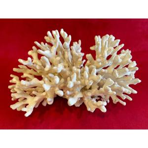 Large Stag Horn Coral