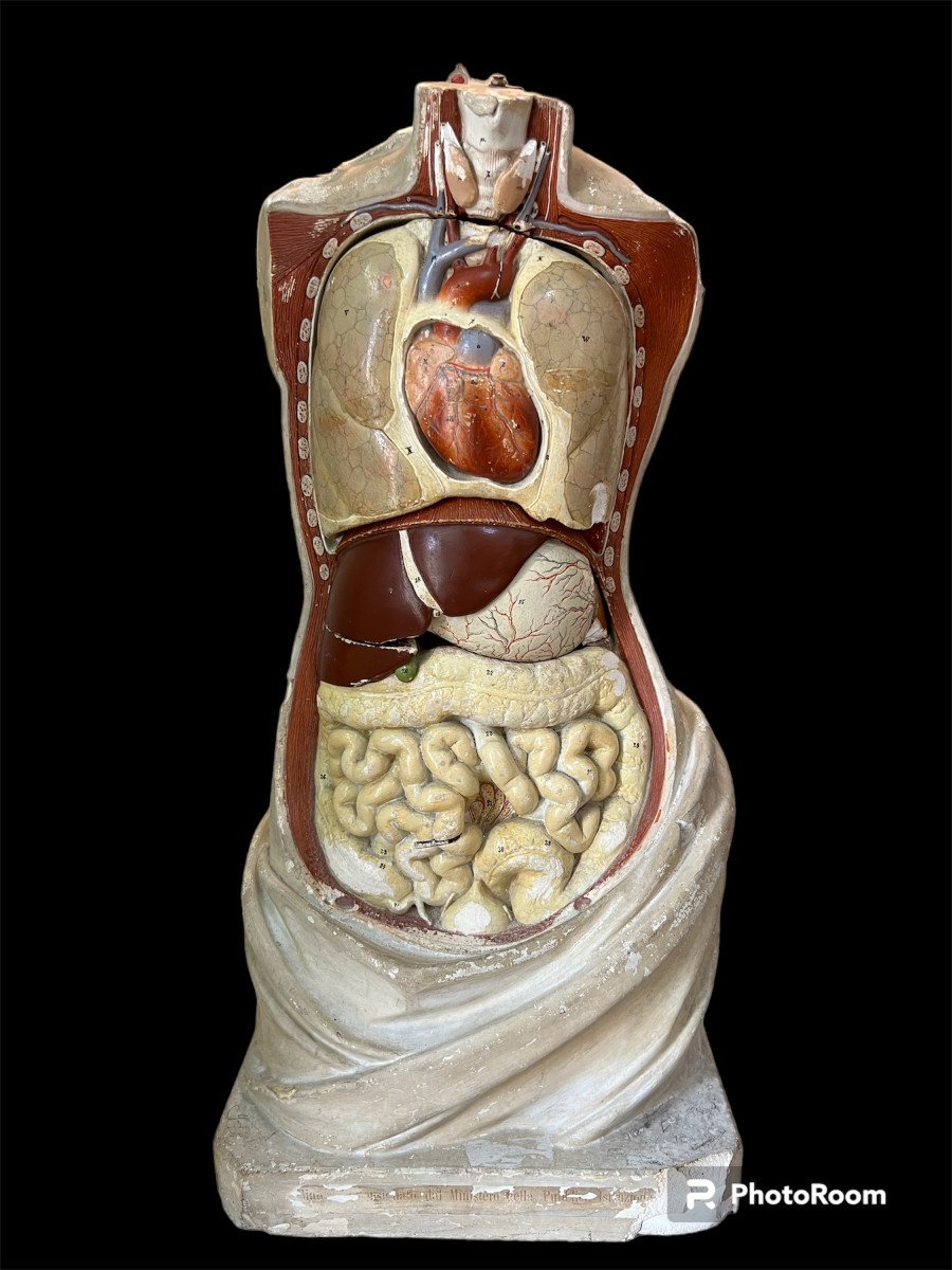 Bock Steger Lips modello anatomico XIX sec.-photo-2