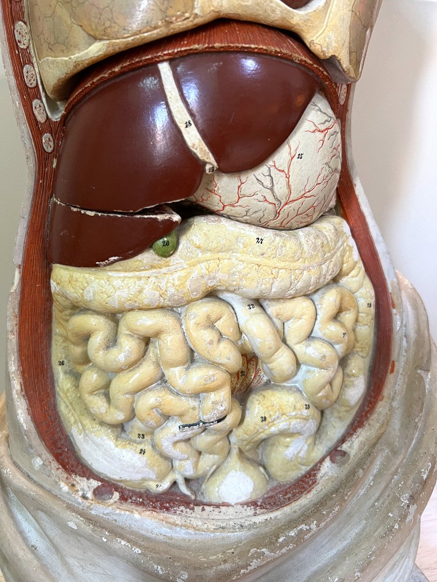 Bock Steger Lips modello anatomico XIX sec.-photo-3