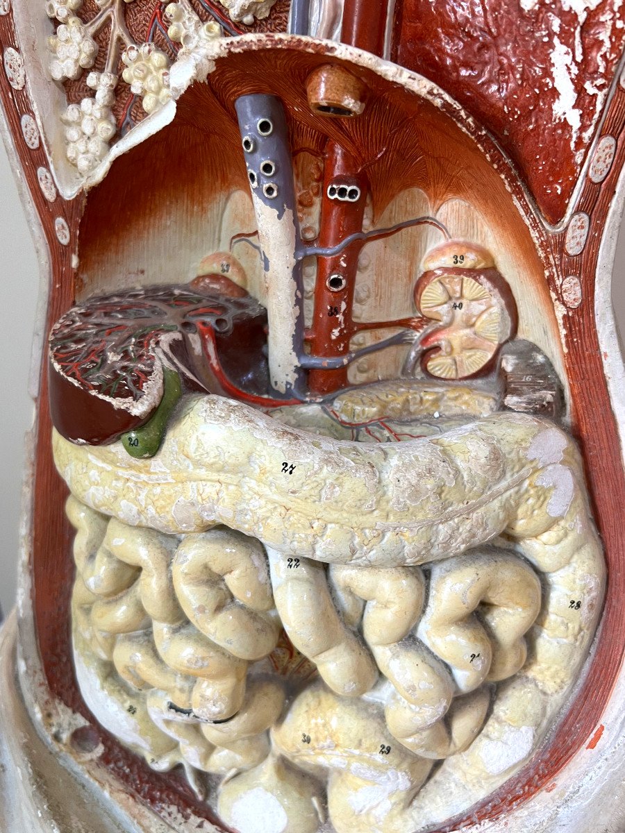 Bock Steger Lips modello anatomico XIX sec.-photo-7