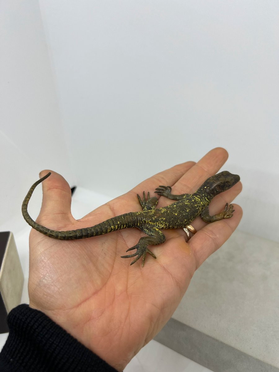 Franz Xaver Bergman  (1861-1936)-photo-6