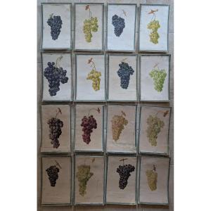 16 19th-century Chromolithographs. Grape Varieties. Ampelography. Viticulture