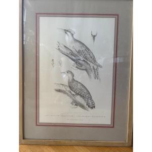 "woodpeckers, Lithograph On English Vellum, 19th Century"
