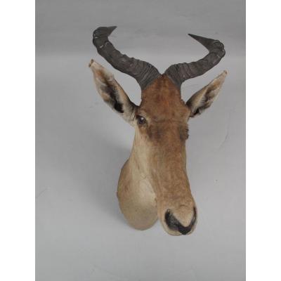 Early Coke Hartebeest Athi Plains (kenya) 1909