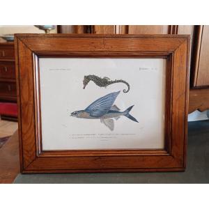 Original Framed Engraving From 1849 Of The Seahorse And The Flying Exocet, Charles d'Orbigny