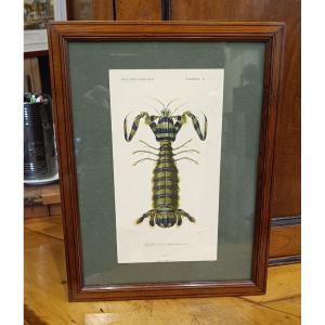 Original Framed Engraving From 1848 Of Squilla Maculata (spotted Squilla) Charles d'Orbigny
