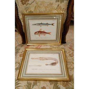 A Set Of Two Original Framed Engravings Of Fish By Charles d'Orbigny, Dating From 1848.