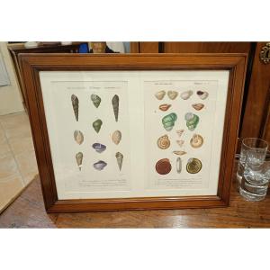 Two Original Framed Engravings From 1848 Of Shells By Charles d'Orbigny, Dic.hist.nat