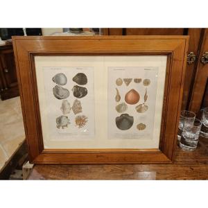 Two Original Framed Engravings From 1848 Of Shells By Charles d'Orbigny, Dic.hist.nat
