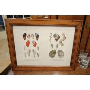 Two Original Framed Engravings From 1848 Of Shells By Charles d'Orbigny, Dic.hist.nat