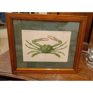 Original Framed Engraving From 1844 Of "the Green Crab" By Charles d'Orbigny