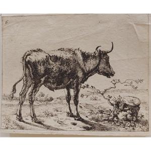 Paulus Potter 17th Engraving