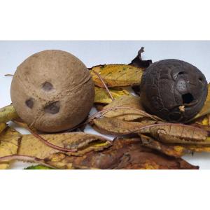 Popular Art - Carved Wooden Coconut - 19th Century.