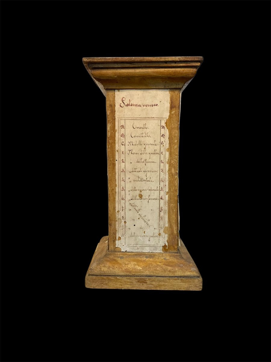 Fine XVIII secolo - Base per modello da studio anatomico in legno e carta manoscritta-photo-1