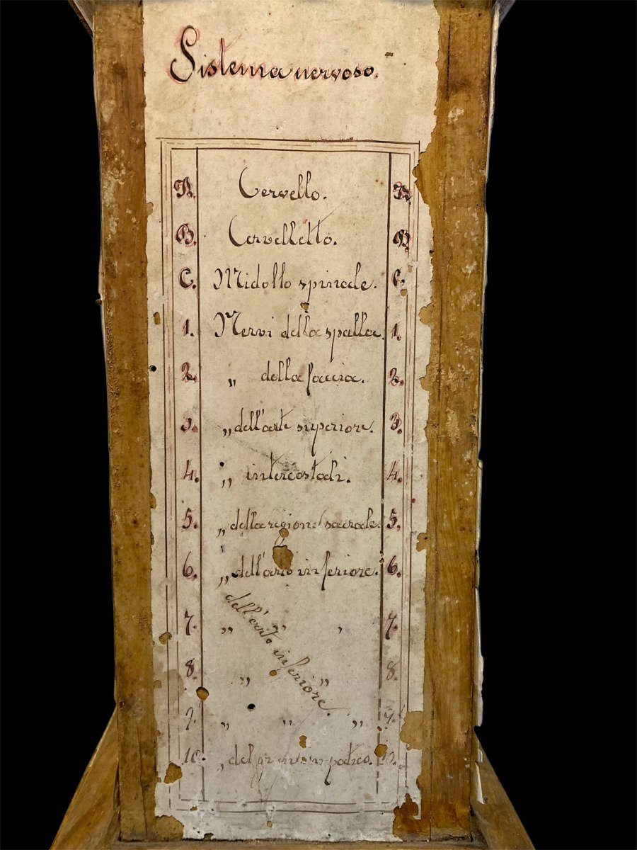 Fine XVIII secolo - Base per modello da studio anatomico in legno e carta manoscritta-photo-2