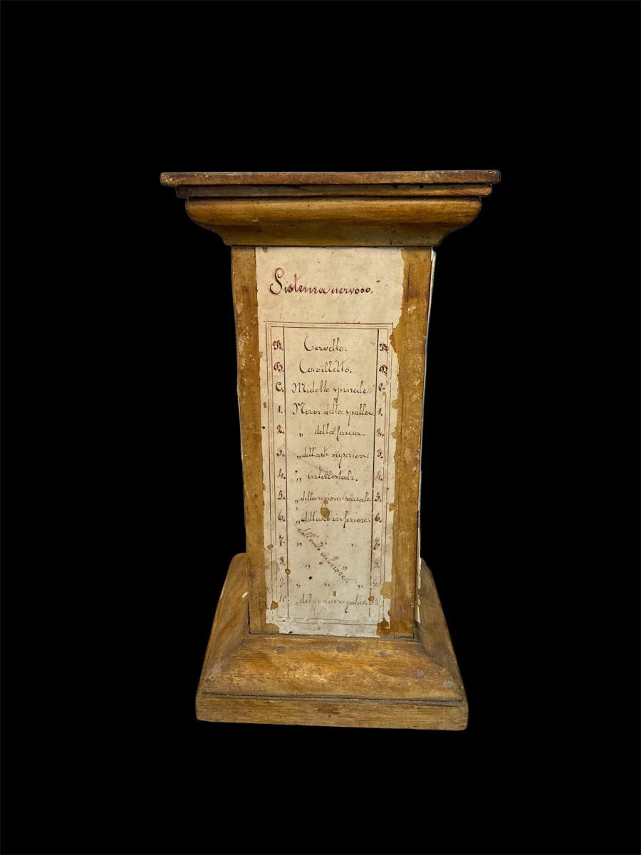 Fine XVIII secolo - Base per modello da studio anatomico in legno e carta manoscritta-photo-3