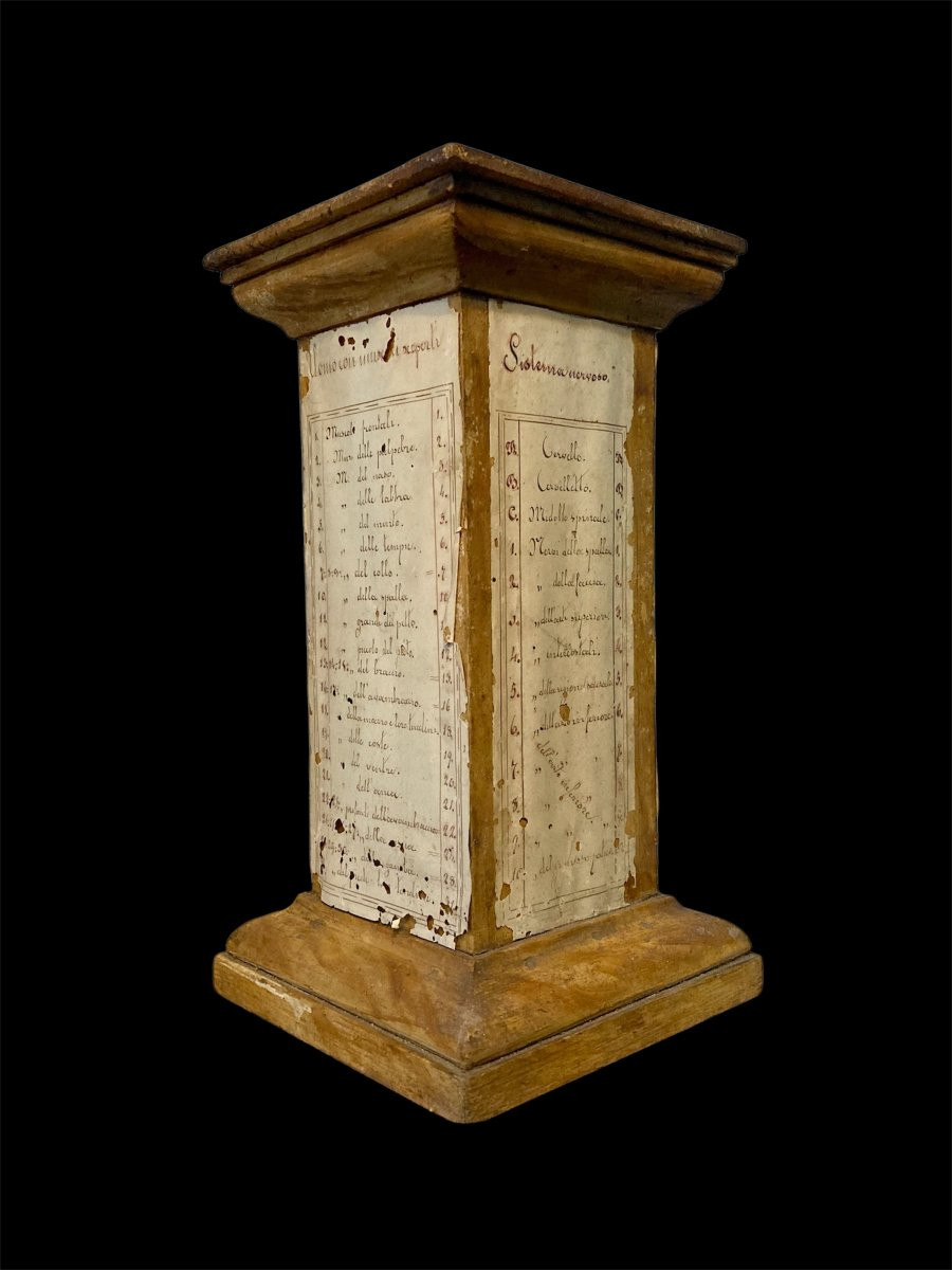 Fine XVIII secolo - Base per modello da studio anatomico in legno e carta manoscritta-photo-6