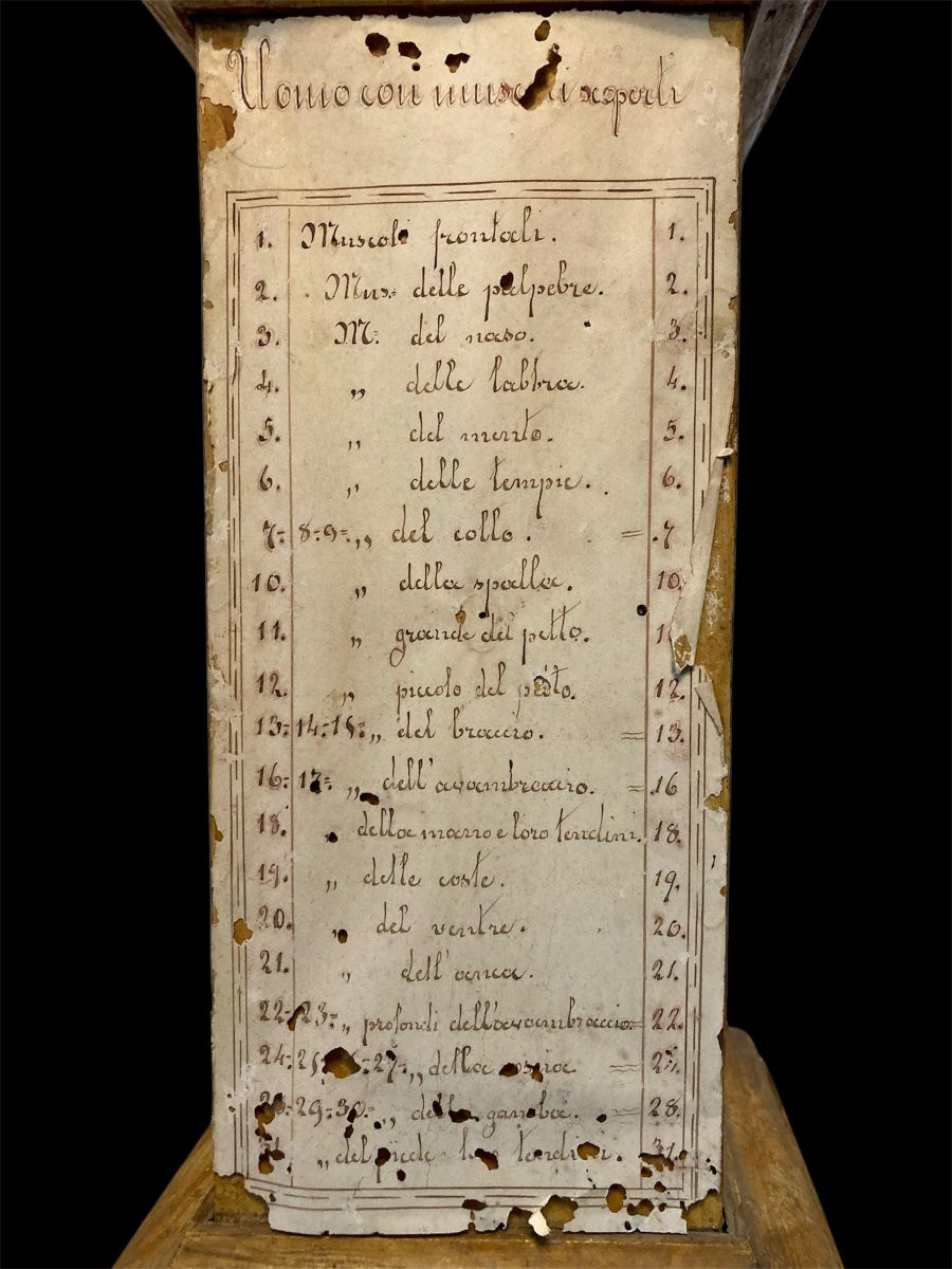 Fine XVIII secolo - Base per modello da studio anatomico in legno e carta manoscritta-photo-7