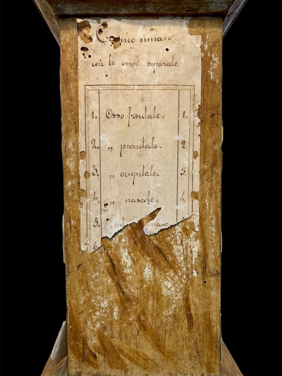 Fine XVIII secolo - Base per modello da studio anatomico in legno e carta manoscritta-photo-8