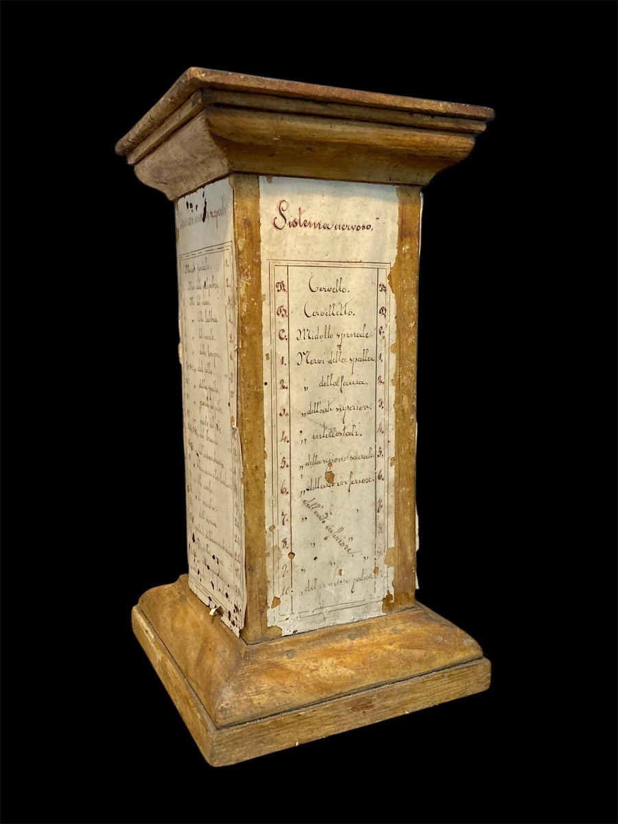 Fine XVIII secolo - Base per modello da studio anatomico in legno e carta manoscritta