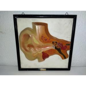 Sarreguemines Pierron 3d School Educational Panel Flayed Ear Curiosity Collection