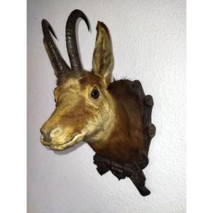 Hunting Trophy Taxidermy Chamois Head 1948 Tyrol