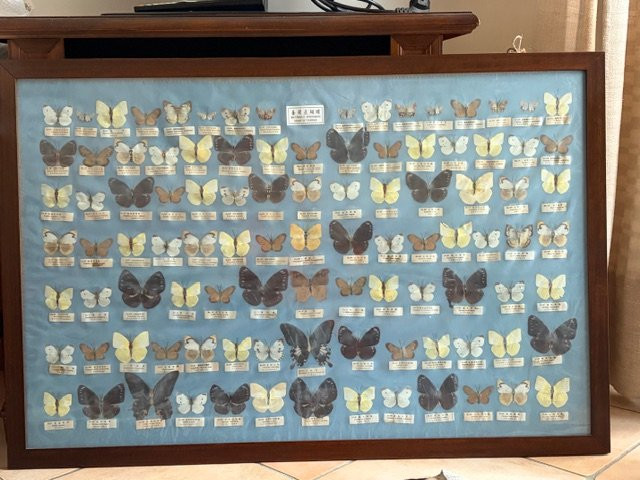 Quadro raffigurante una collezione scientifica di farfalle asiatiche XX sec.-photo-2
