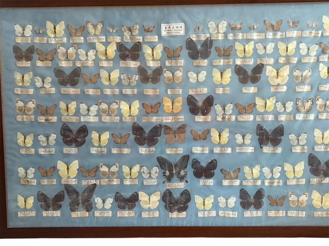 Quadro raffigurante una collezione scientifica di farfalle asiatiche XX sec.-photo-1