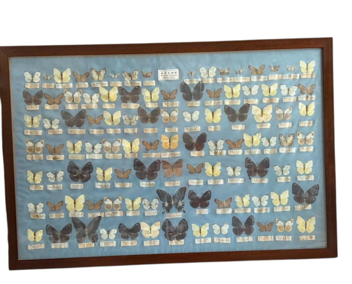 Quadro raffigurante una collezione scientifica di farfalle asiatiche XX sec.-photo-2