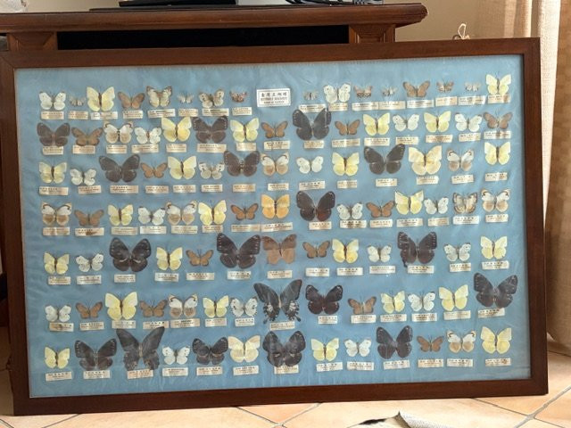 Quadro raffigurante una collezione scientifica di farfalle asiatiche XX sec.-photo-4