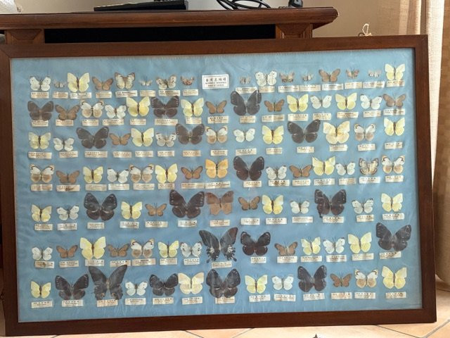 Quadro raffigurante una collezione scientifica di farfalle asiatiche XX sec.-photo-6