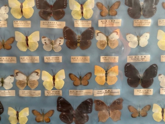 Quadro raffigurante una collezione scientifica di farfalle asiatiche XX sec.-photo-7