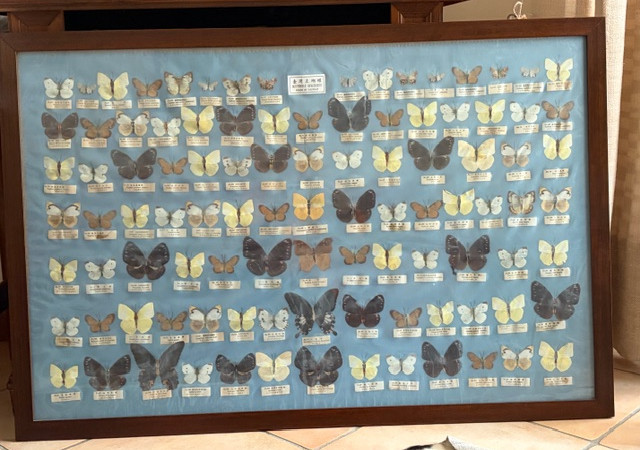 Quadro raffigurante una collezione scientifica di farfalle asiatiche XX sec.