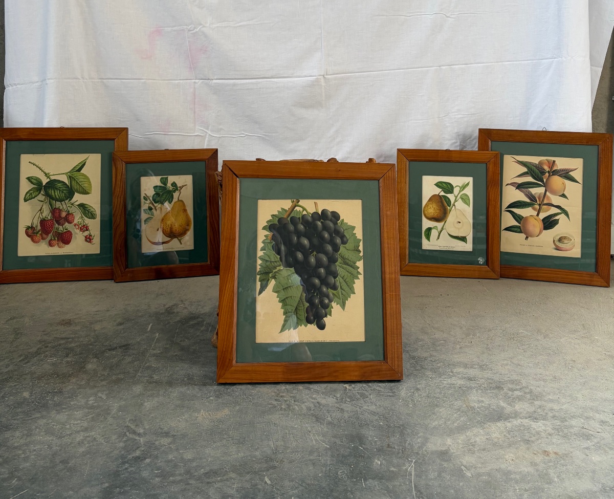 Set di 5 litografie raffiguranti tavole botaniche, XIX sec.-photo-7