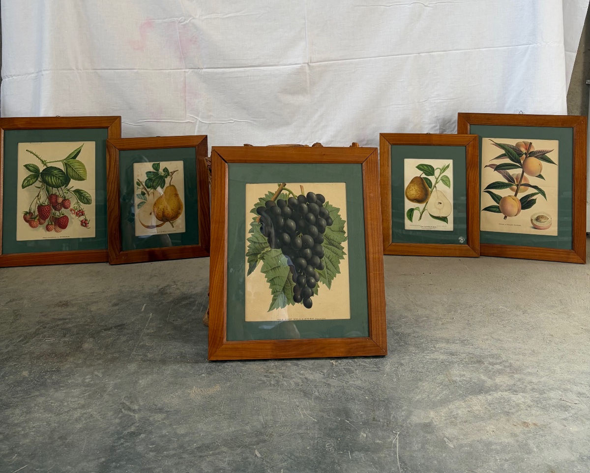 Set di 5 litografie raffiguranti tavole botaniche, XIX sec.