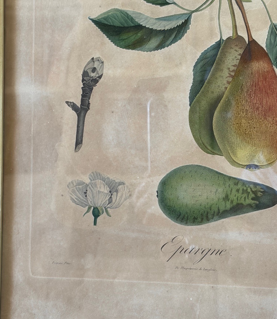 Coppia di stampe-incisioni botaniche, Pierre Antoine Poiteau (1766-1854)-photo-4
