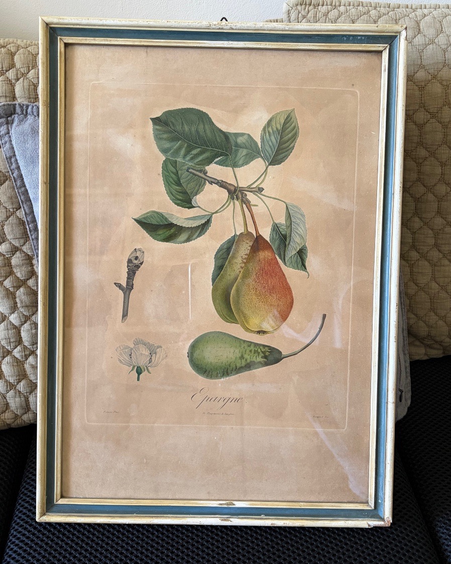 Coppia di stampe-incisioni botaniche, Pierre Antoine Poiteau (1766-1854)-photo-2