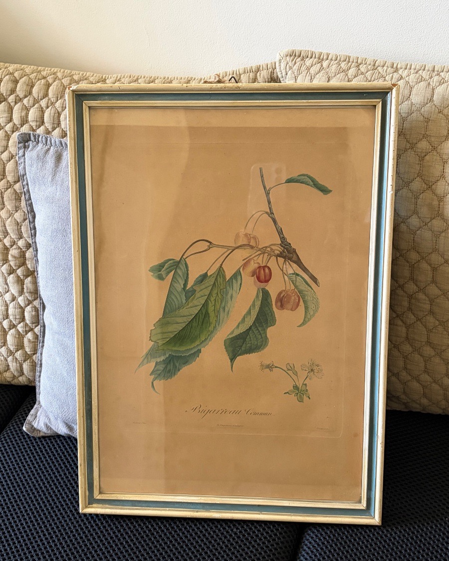 Coppia di stampe-incisioni botaniche, Pierre Antoine Poiteau (1766-1854)-photo-3